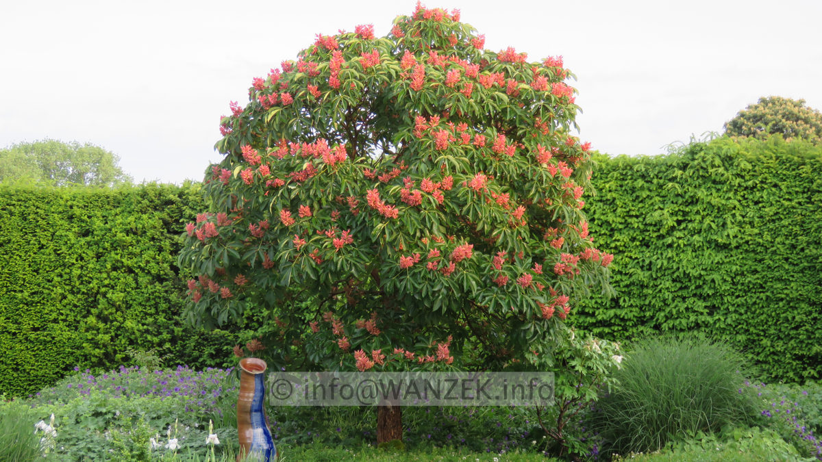 Aesculus pavia Koehnei - Stamm 02.JPG
